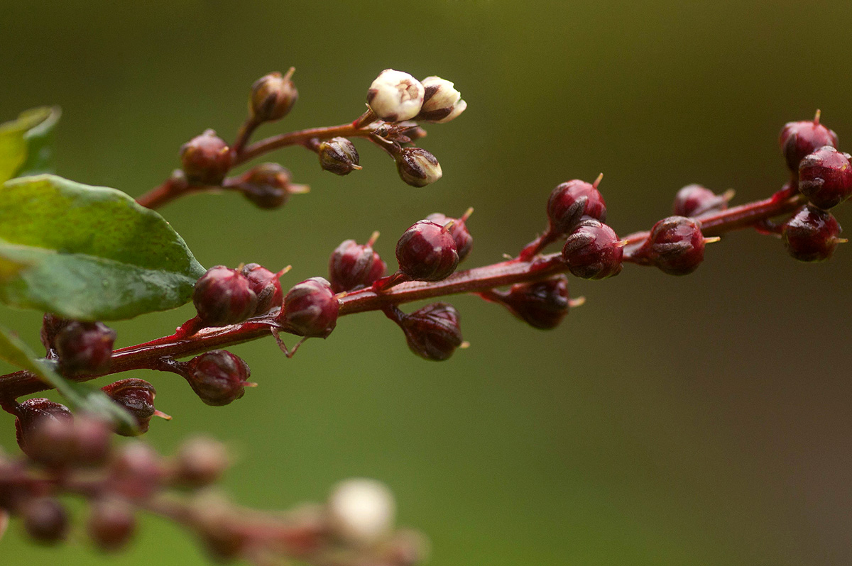 Lysimachia ruhmeriana Lysimachia ruhmeriana