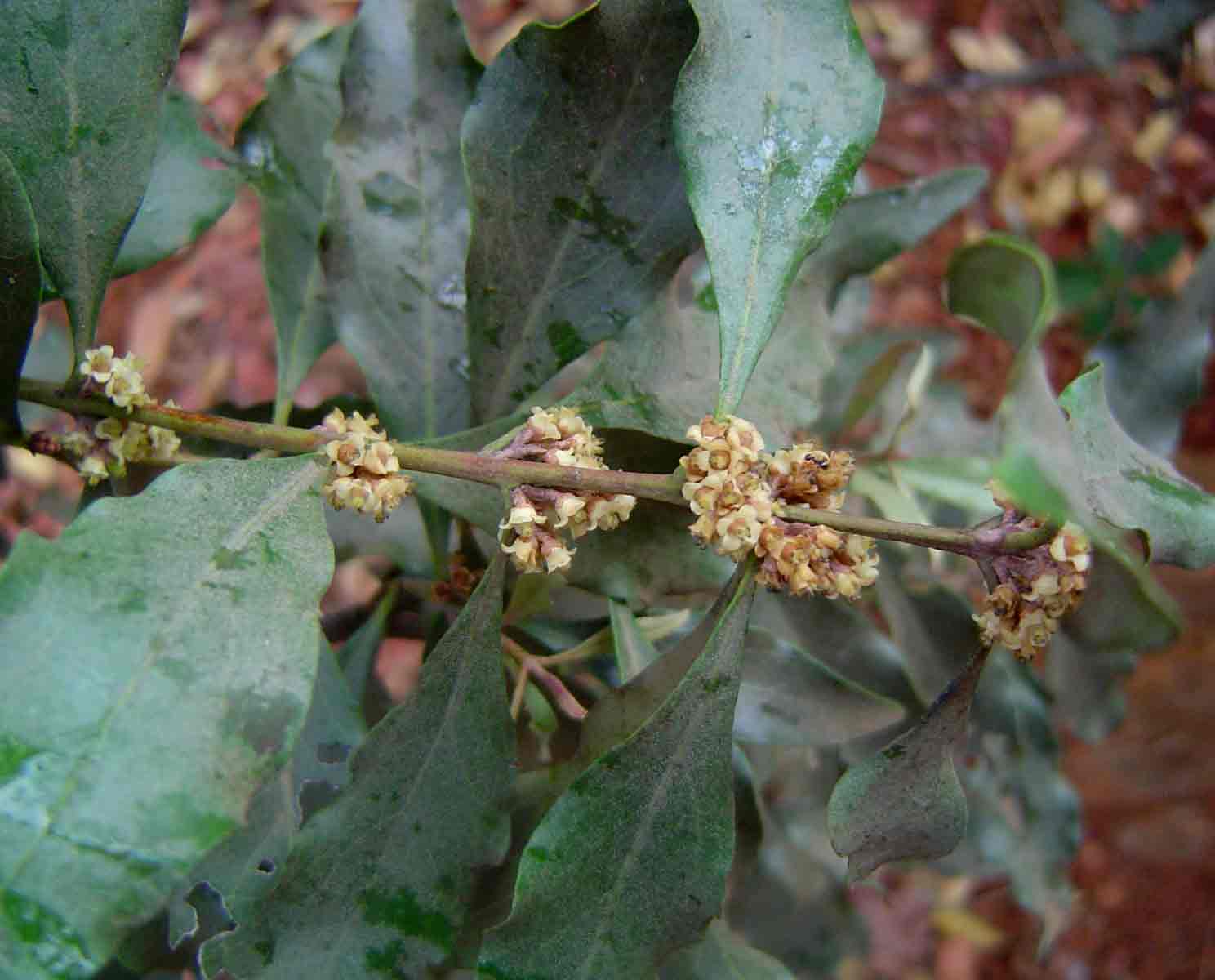 Euclea divinorum Euclea divinorum
