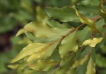 Euclea divinorum