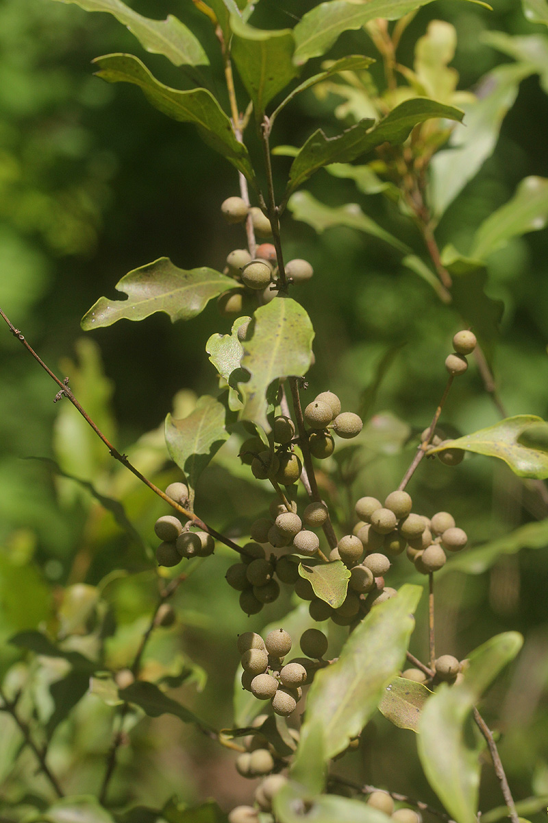 Euclea divinorum Euclea divinorum