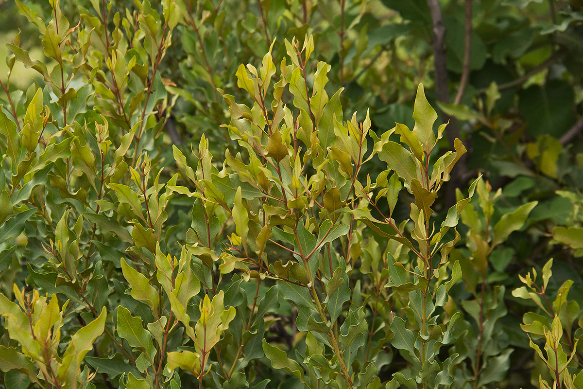 Euclea divinorum Euclea divinorum