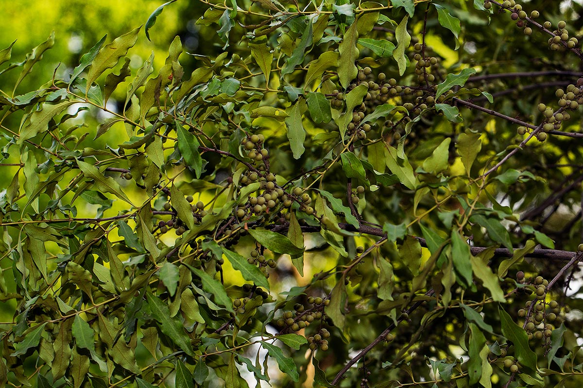 Euclea divinorum Euclea divinorum
