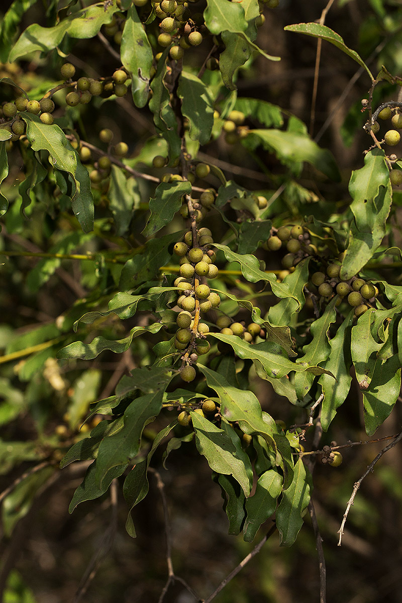 Euclea divinorum Euclea divinorum