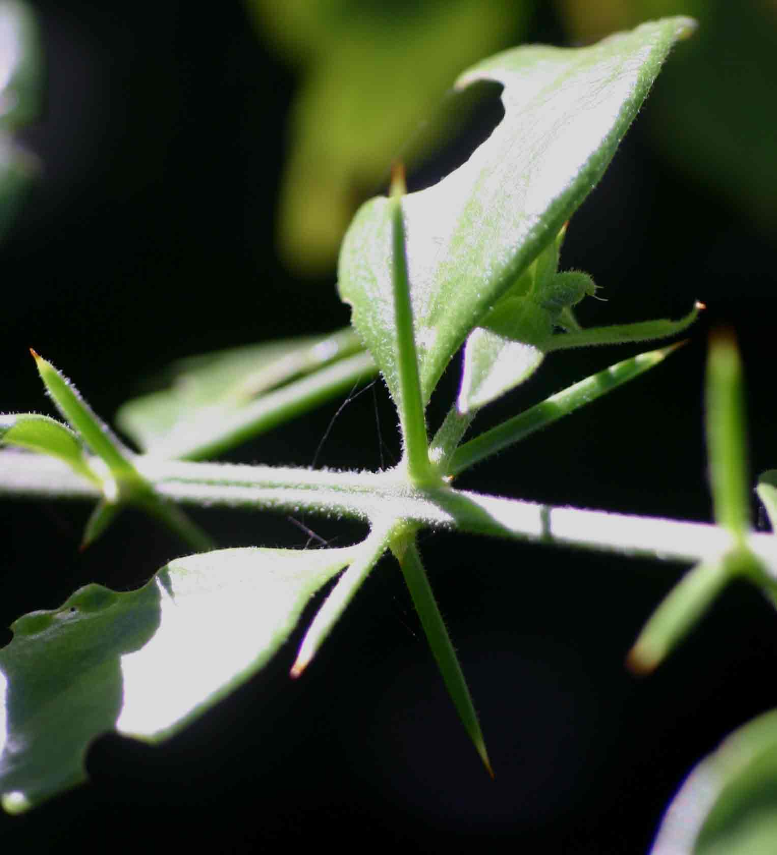 Azima tetracantha Azima tetracantha