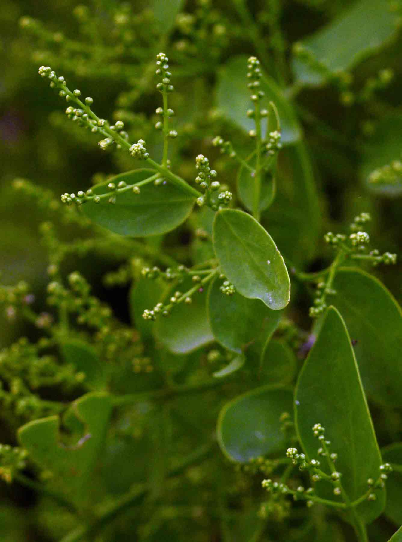 Salvadora persica var. persica Salvadora persica var. persica