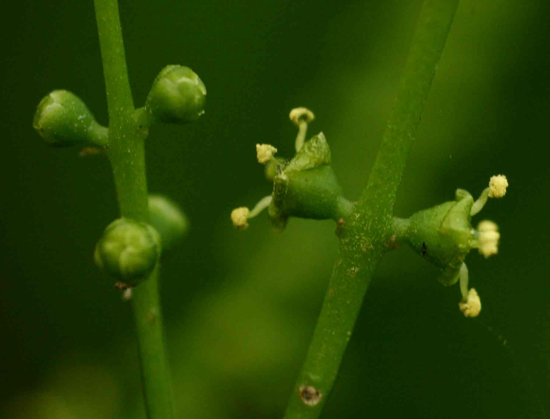 Salvadora persica var. persica Salvadora persica var. persica