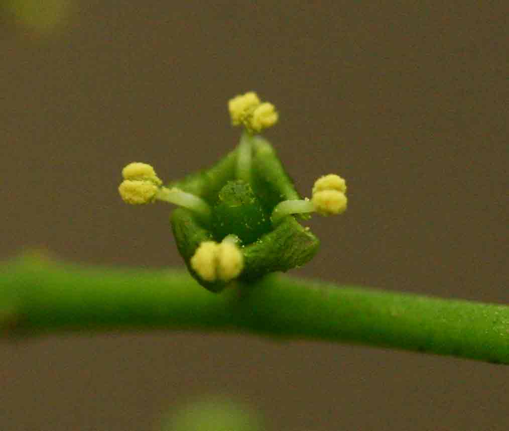 Salvadora persica var. persica Salvadora persica var. persica