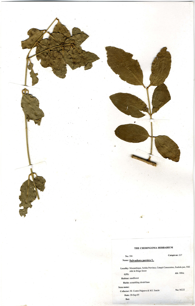 Salvadora persica var. persica Salvadora persica var. persica