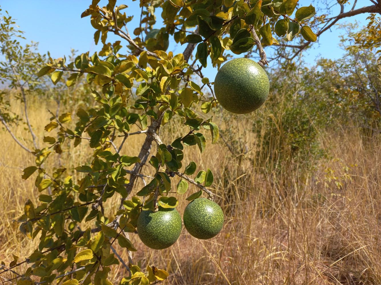 Strychnos cocculoides Strychnos cocculoides