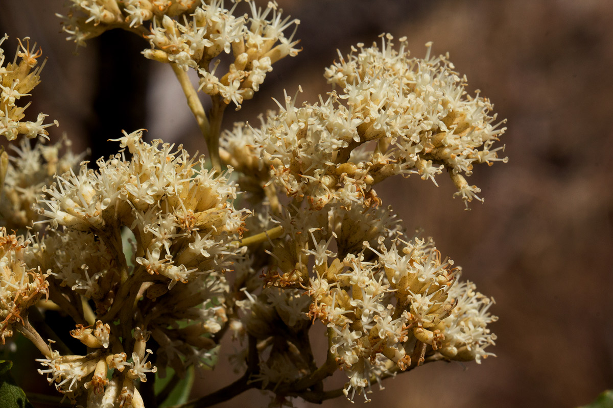 Nuxia floribunda Nuxia floribunda
