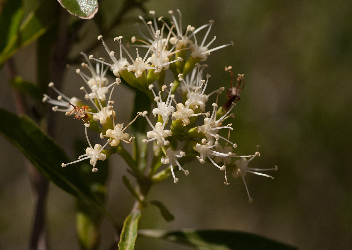Nuxia oppositifolia Nuxia oppositifolia