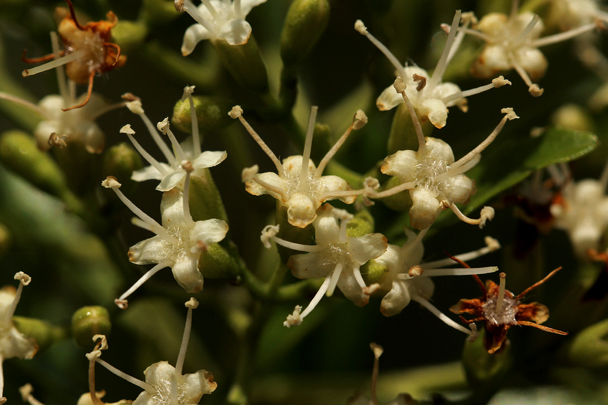 Nuxia oppositifolia Nuxia oppositifolia