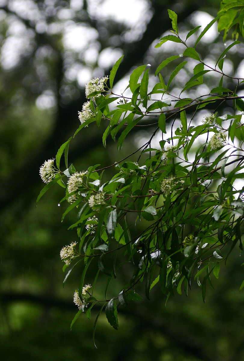 Nuxia oppositifolia Nuxia oppositifolia