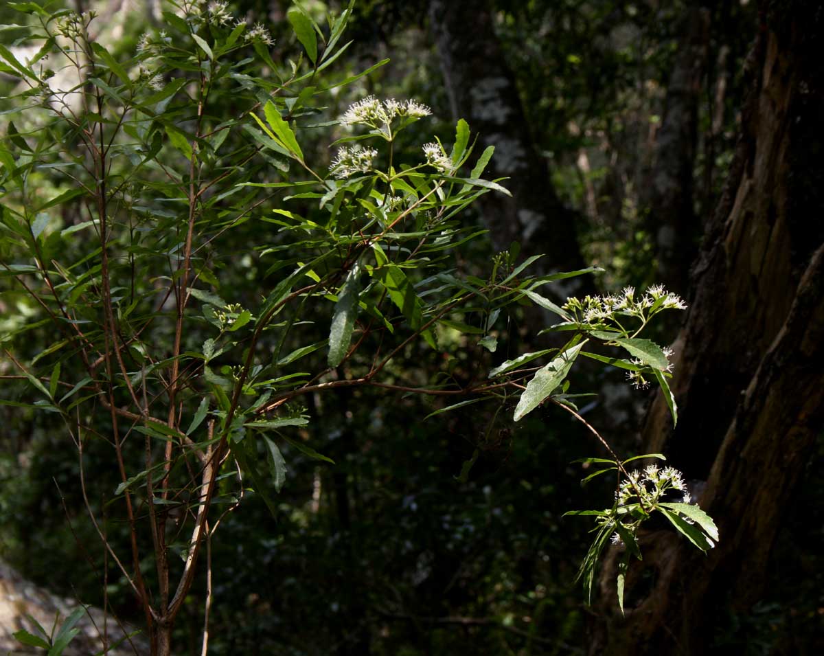 Nuxia oppositifolia Nuxia oppositifolia