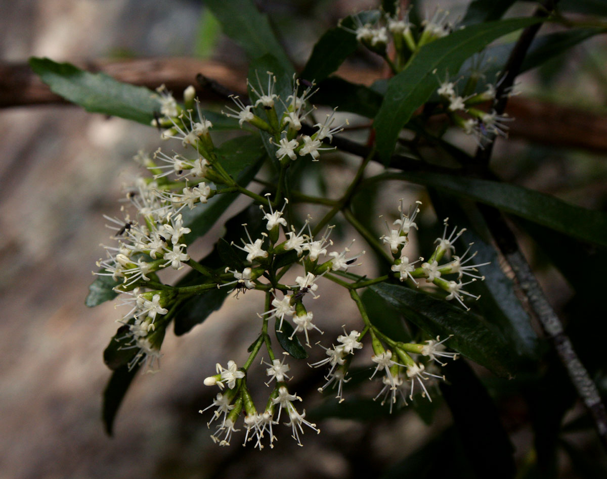 Nuxia oppositifolia Nuxia oppositifolia