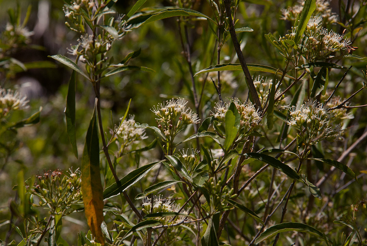 Nuxia oppositifolia Nuxia oppositifolia