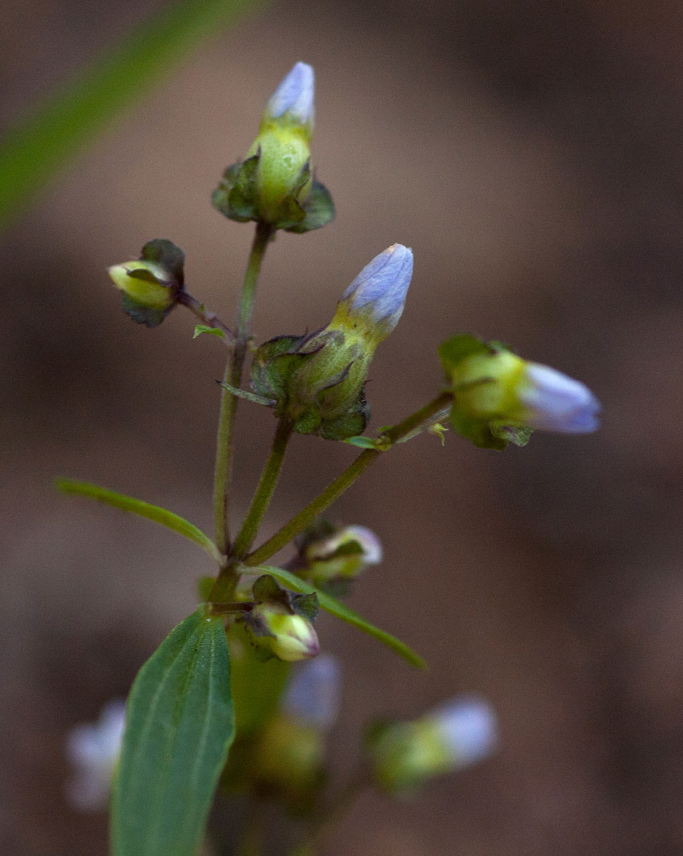 Exacum oldenlandioides