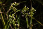 Exacum oldenlandioides
