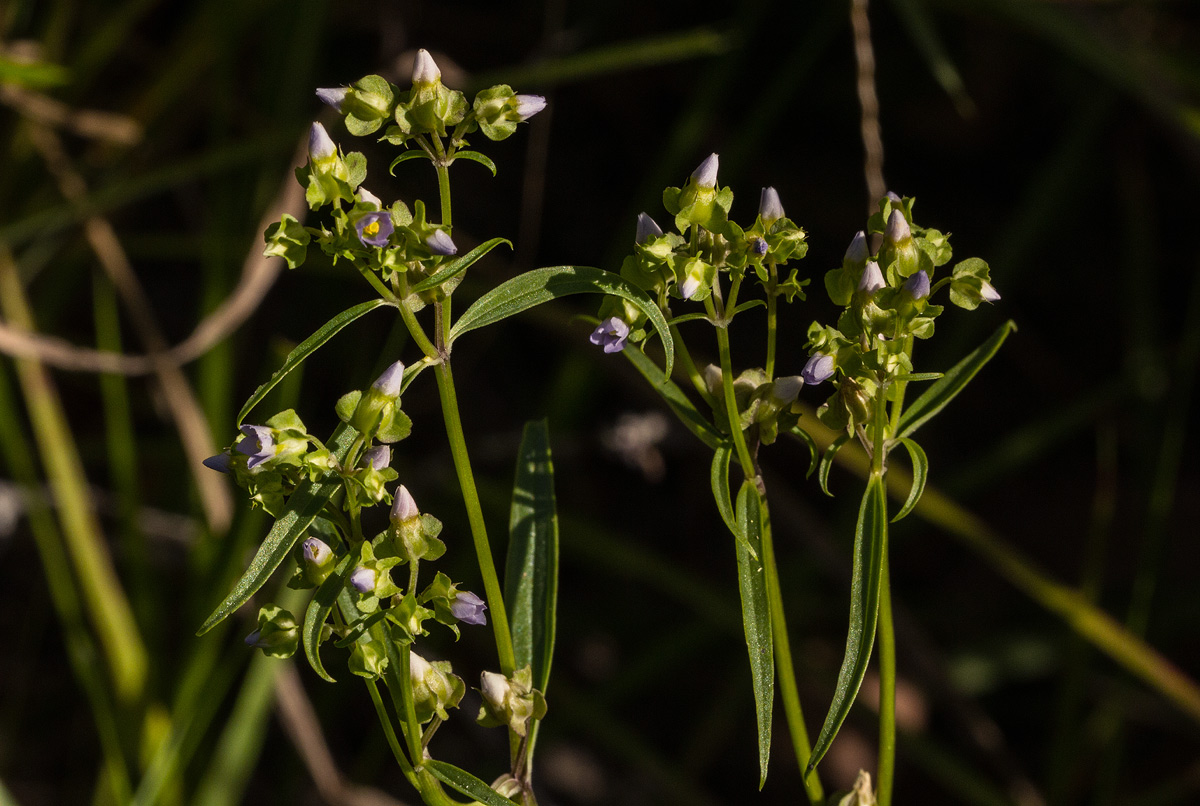 Exacum oldenlandioides Exacum oldenlandioides