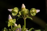 Exacum oldenlandioides