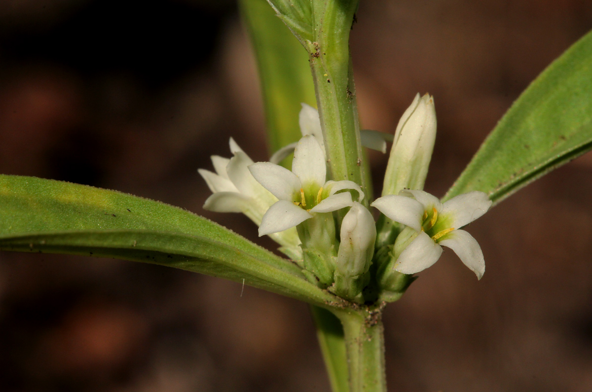 Enicostema axillare subsp. axillare Enicostema axillare subsp. axillare