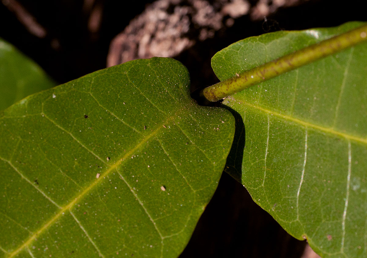 Dictyophleba lucida Dictyophleba lucida