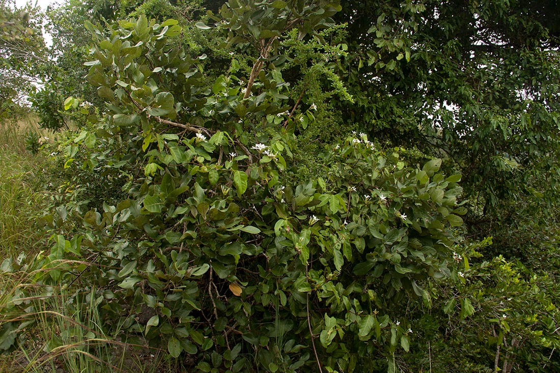 Saba comorensis Saba comorensis