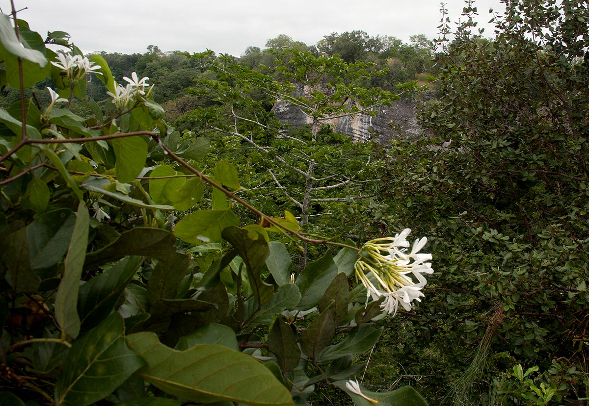 Saba comorensis Saba comorensis