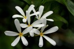 Saba comorensis