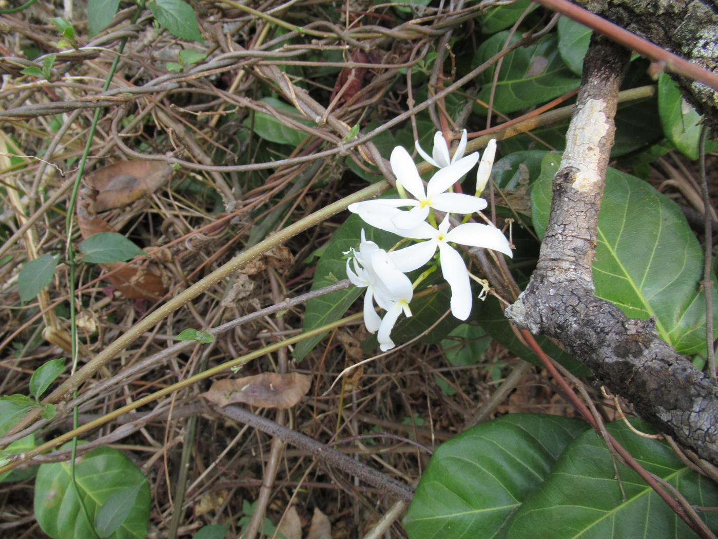 Saba comorensis Saba comorensis