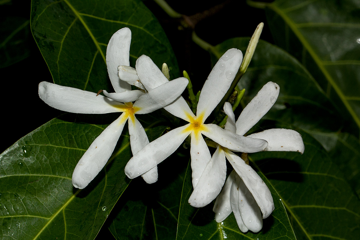 Saba comorensis Saba comorensis
