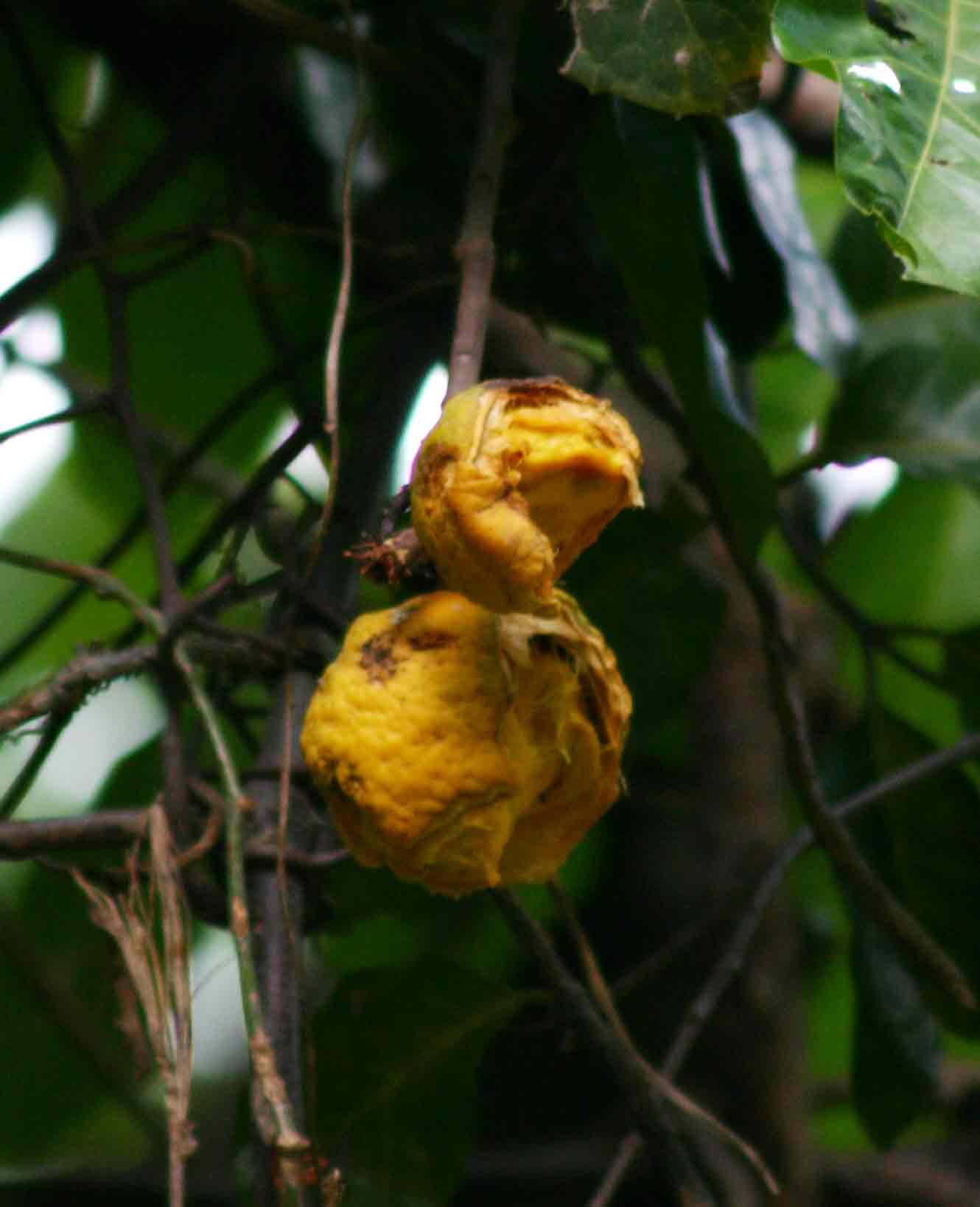 Saba comorensis