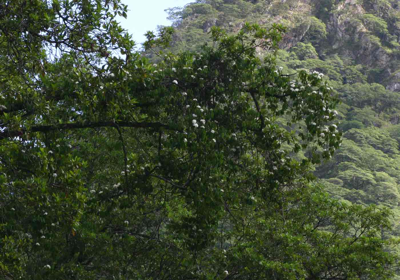 Saba comorensis