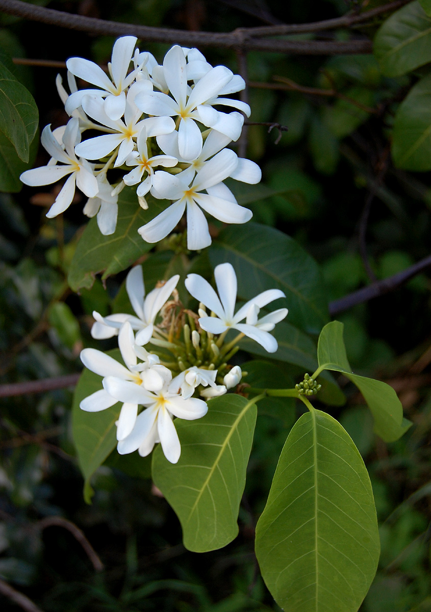 Saba comorensis Saba comorensis