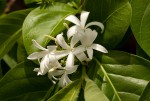 Holarrhena pubescens