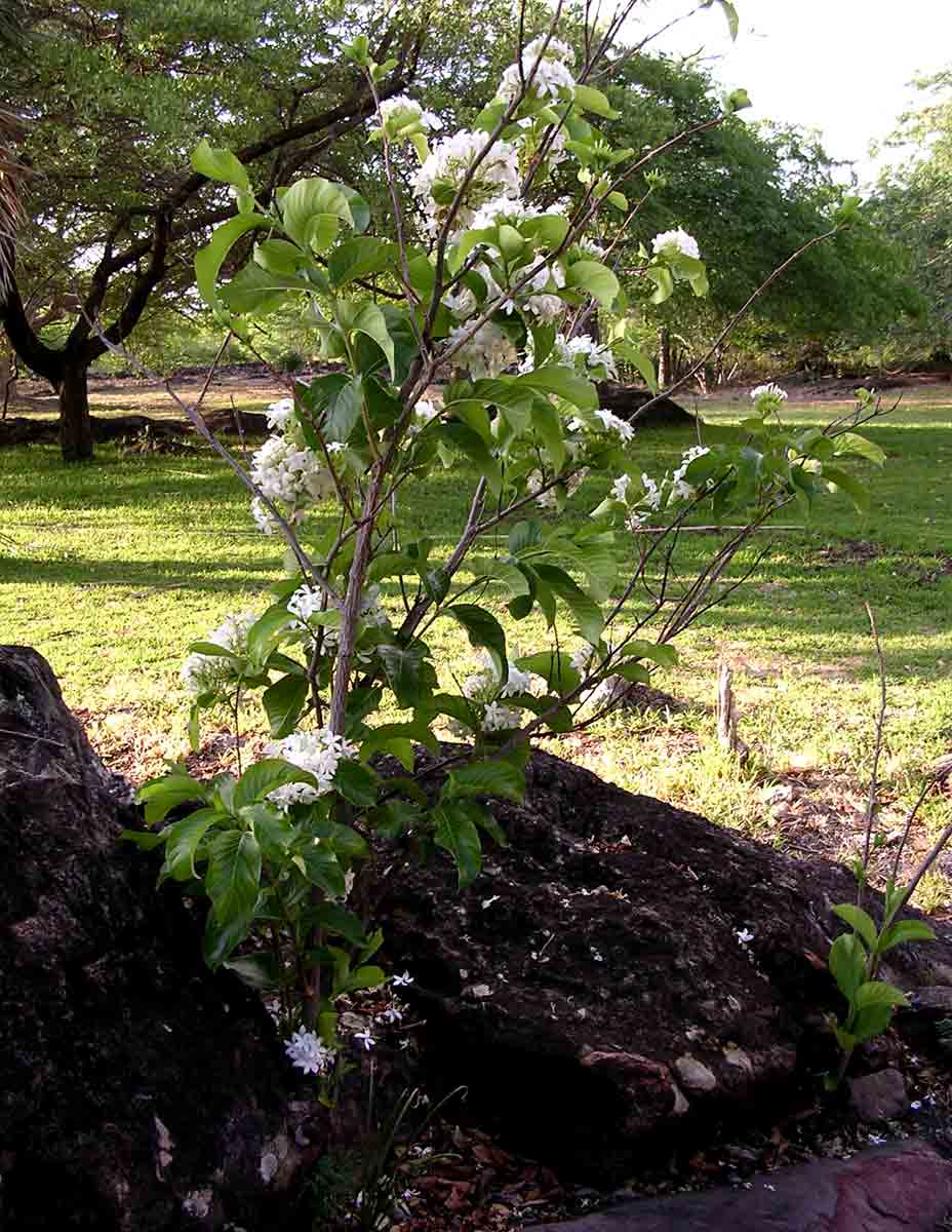 Holarrhena pubescens Holarrhena pubescens