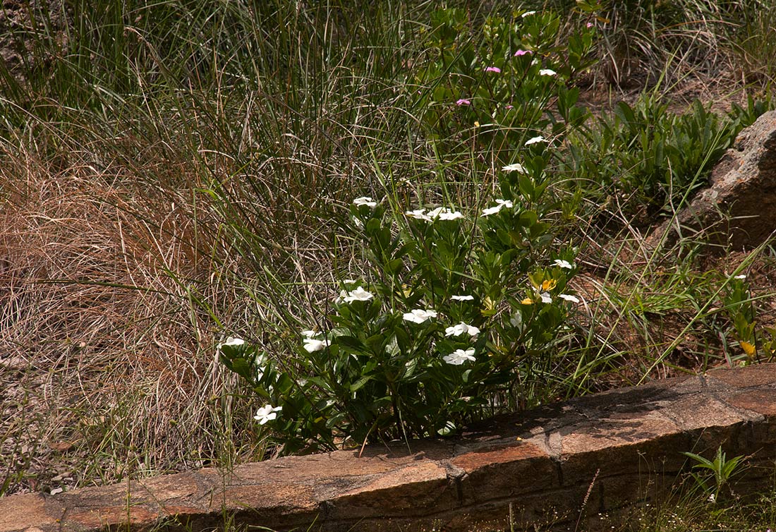 Catharanthus roseus Catharanthus roseus