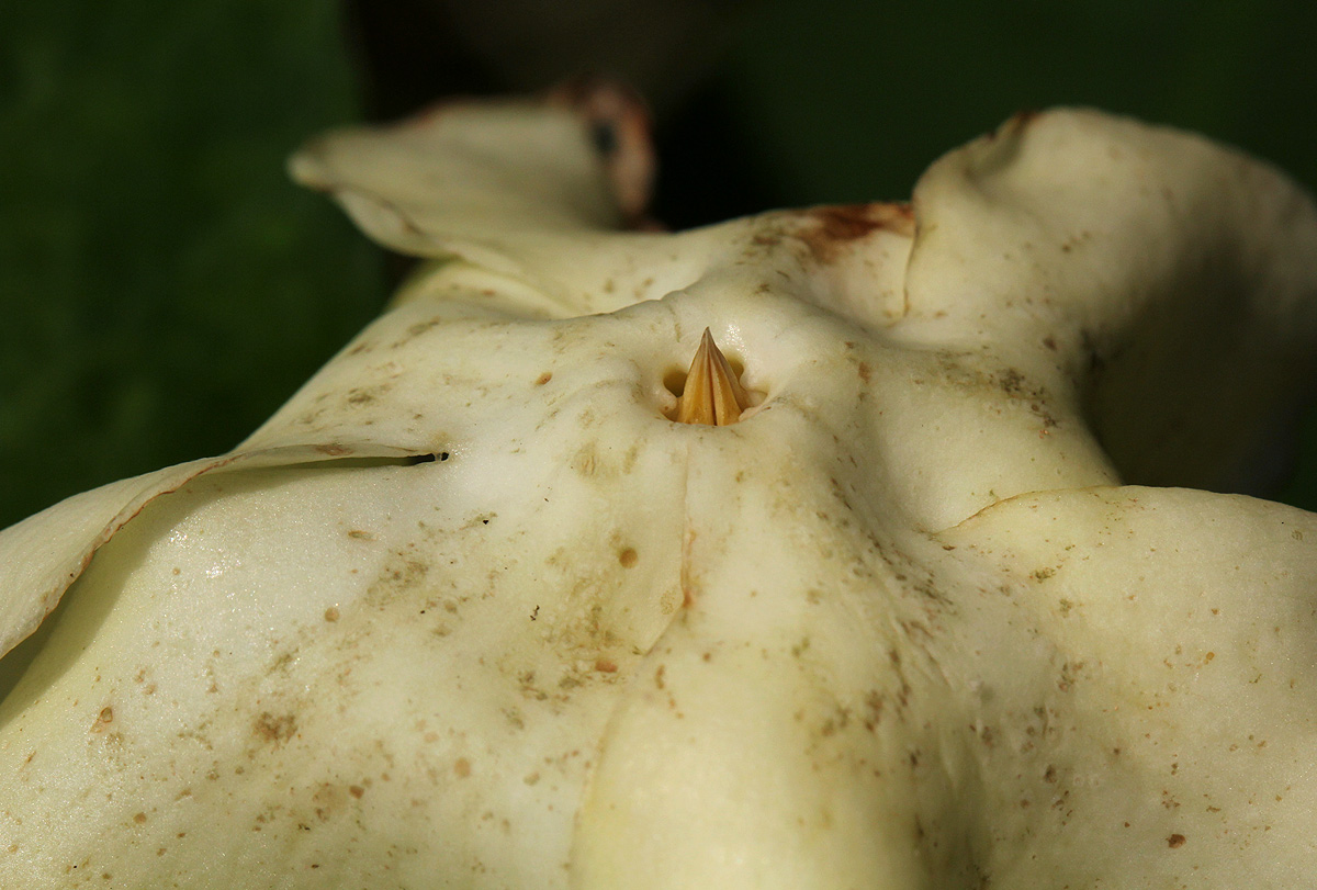 Voacanga thouarsii Voacanga thouarsii