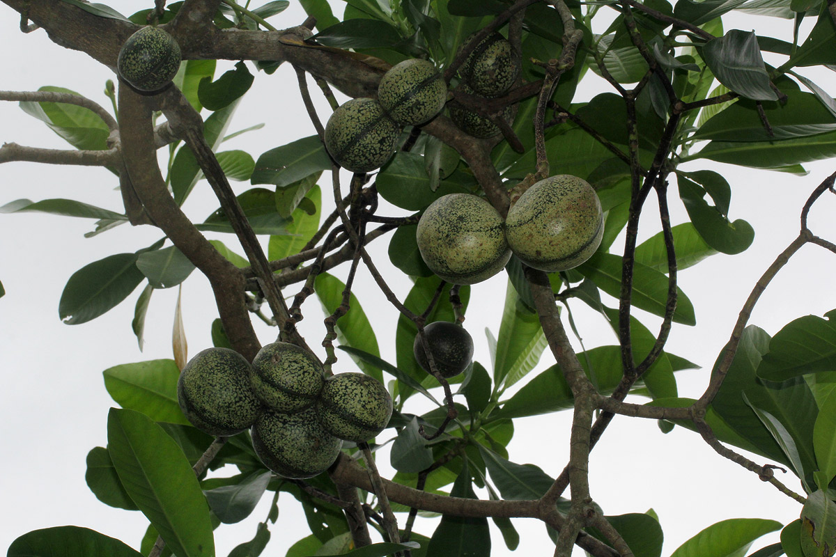 Voacanga thouarsii Voacanga thouarsii