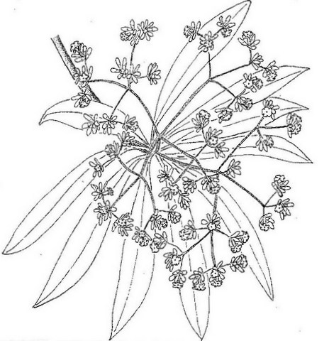 Rauvolfia afra Rauvolfia afra