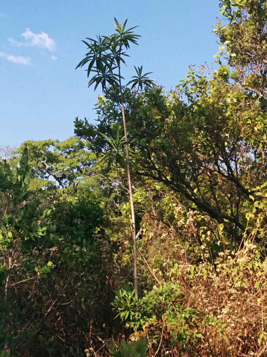 Rauvolfia afra