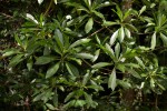 Rauvolfia afra