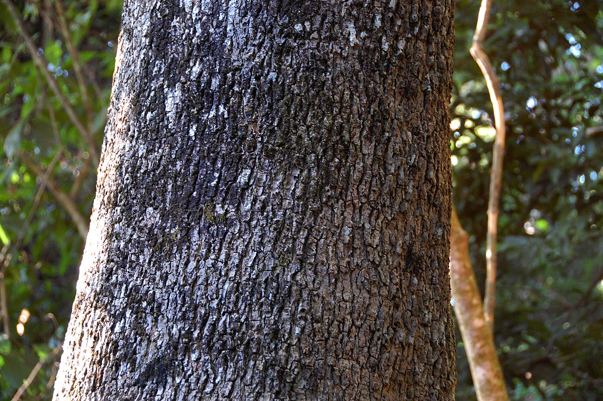 Rauvolfia afra