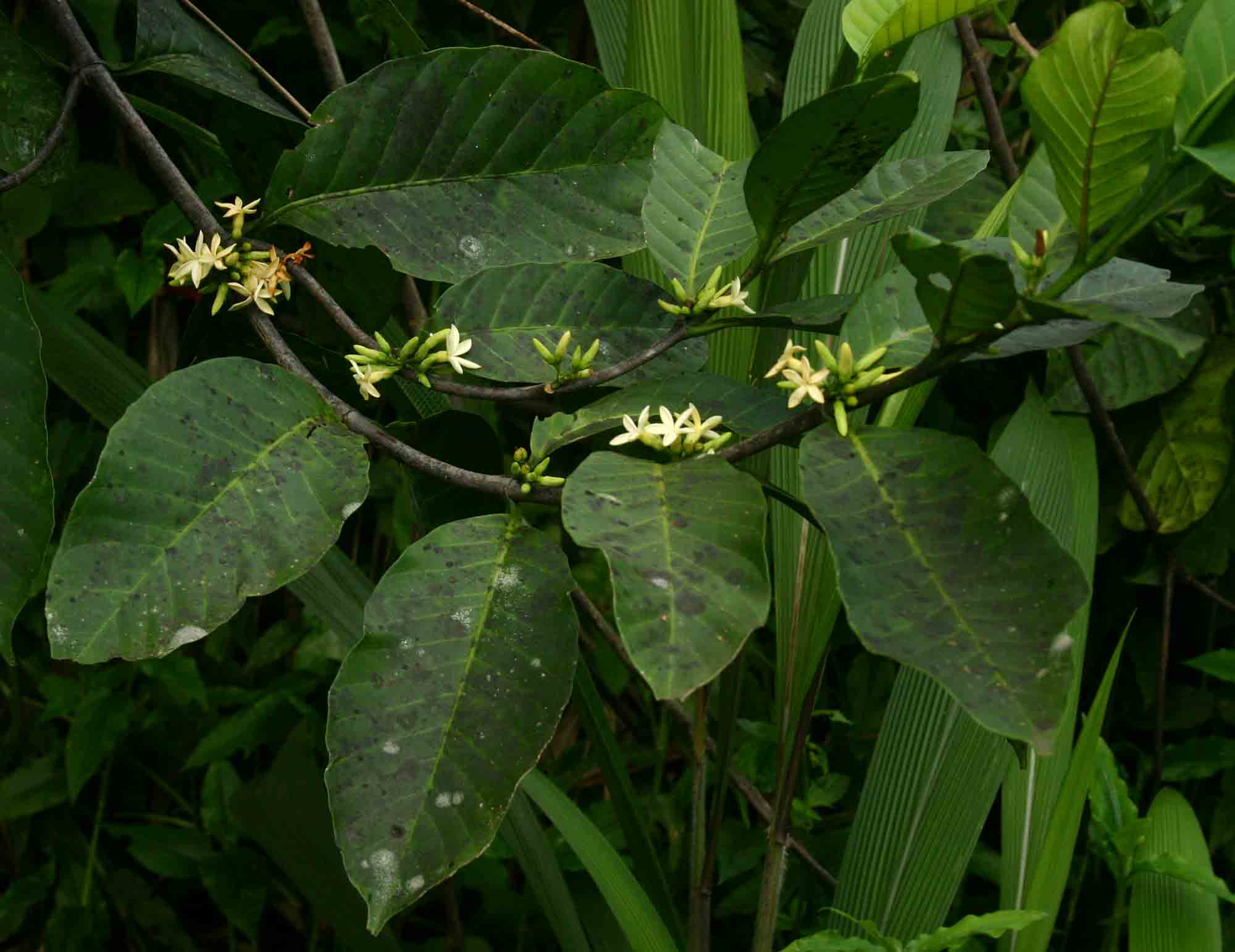 Funtumia africana Funtumia africana
