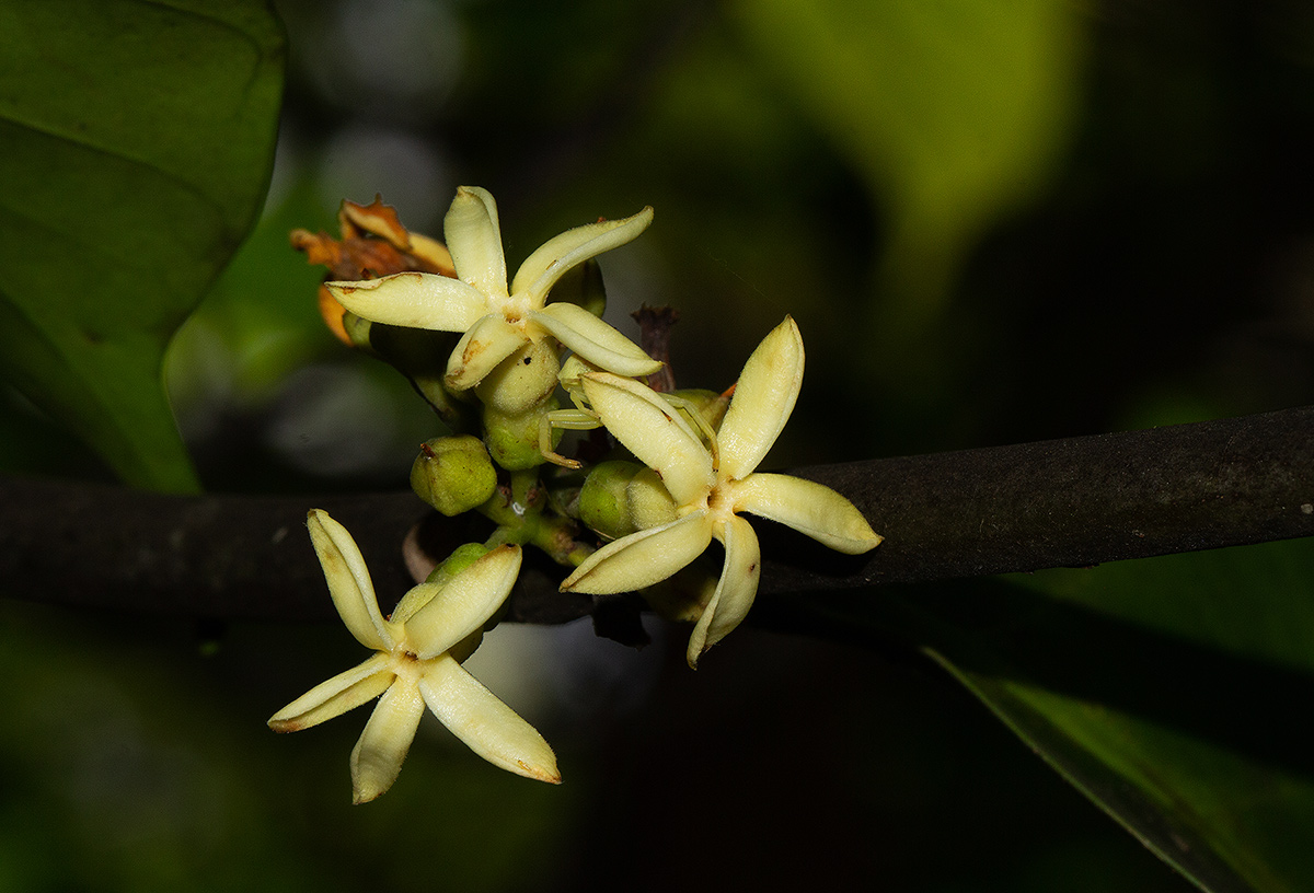 Funtumia africana Funtumia africana