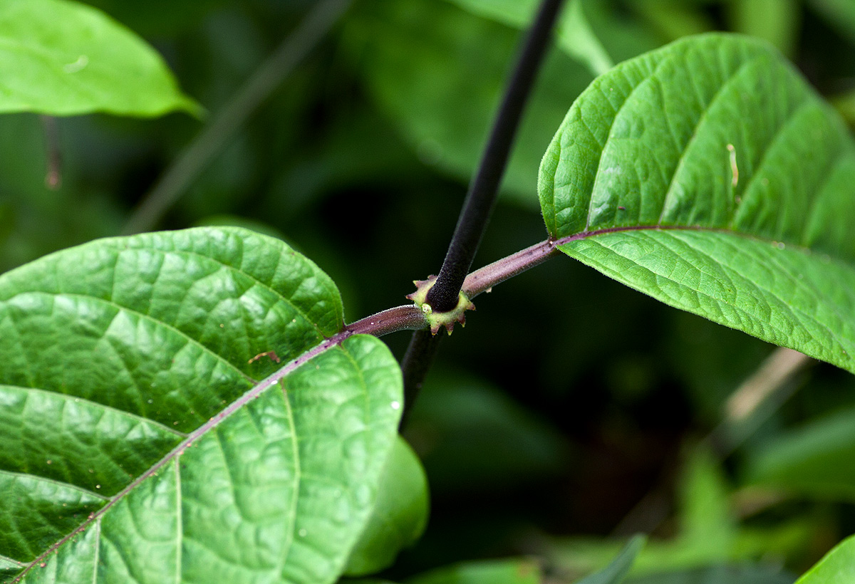Mondia whitei