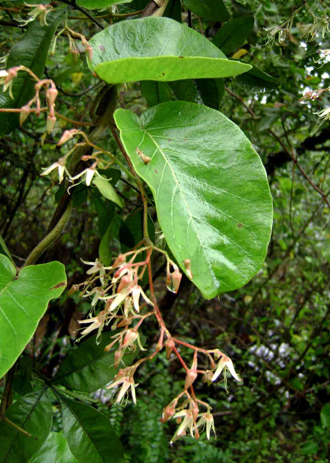 Tacazzea apiculata