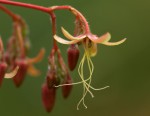 Tacazzea apiculata
