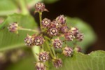 Xysmalobium undulatum