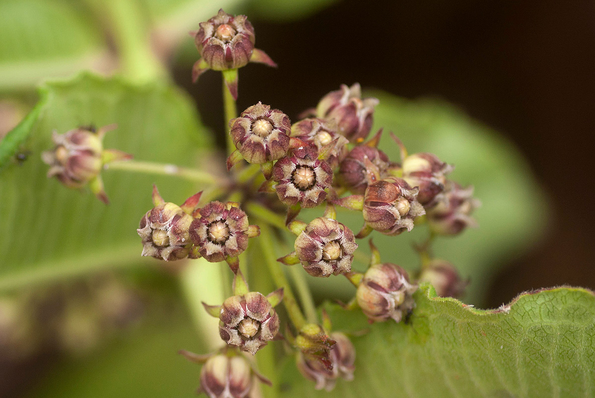 Xysmalobium undulatum Xysmalobium undulatum